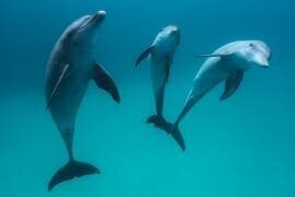 Bottlenose dolphins (Gabriel Barathieu) - Muzeo.com