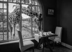 Breakfast time (Jie Fischer) - Muzeo.com