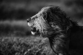 Brise (Mohammed Alnaser) - Muzeo.com