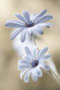 Cape daisies (Mandy Disher) - Muzeo.com