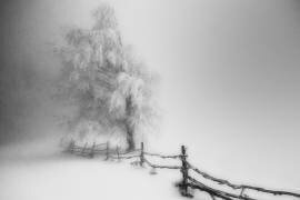 Attrapé (Tamas Vali) - Muzeo.com