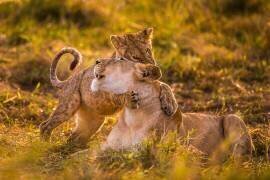 Charme (Mohammed Alnaser) - Muzeo.com