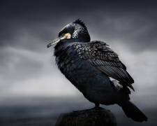 Chef (Martin Eilertsen) - Muzeo.com