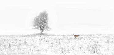 Christmas Coming (Yu Cheng) - Muzeo.com