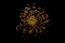 Chrysanthemum (Lotte Gronkjar) - Muzeo.com