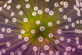 Colours (Wave Faber) - Muzeo.com