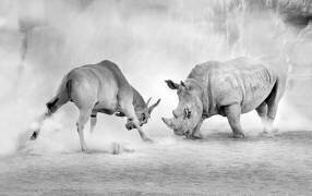 Combat (Juan Luis Duran) - Muzeo.com