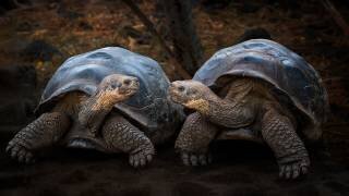 Connexion (Siyu	and Wei) - Muzeo.com