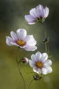 *Cosmos (Mandy Disher) - Muzeo.com