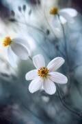Cosmos (Mandy Disher) - Muzeo.com