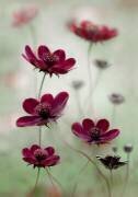 Cosmos sway (Mandy Disher) - Muzeo.com