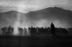 Cowboy (Emine Basa) - Muzeo.com