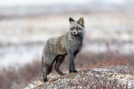 Cross Fox (Alessandro Catta) - Muzeo.com