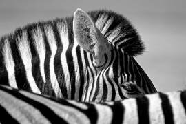 Curious Zebra (Marc Pelissier) - Muzeo.com