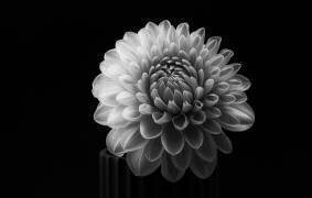 Dahlia (Lotte Grønkjær) - Muzeo.com