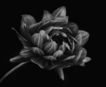 Dahlia (Lotte Gronkjar) - Muzeo.com