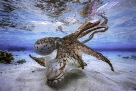 Dancing Octopus (Gabriel Barathieu) - Muzeo.com