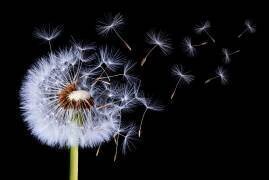 Dandelion Blowing (Bess Hamiti) - Muzeo.com