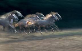 Defile (Milan Malovrh) - Muzeo.com