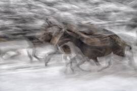 Domination noire (Milan Malovrh) - Muzeo.com