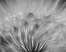 Dream (Keren Or) - Muzeo.com