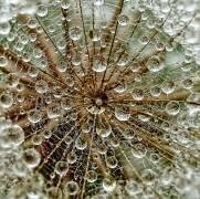 DreD°m (Tanya Markova) - Muzeo.com