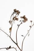 Brindille séchée (1x Studio III) - Muzeo.com