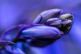 Drops (Michael) - Muzeo.com