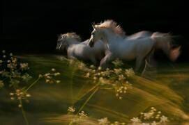 Duel (Milan Malovrh) - Muzeo.com