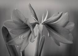 Élégance (Jan Rauwerdink) - Muzeo.com