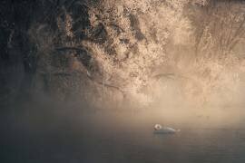 Élégance (CharlesBi) - Muzeo.com