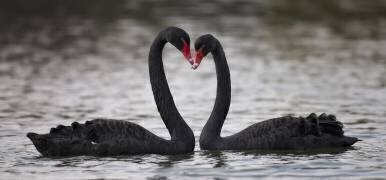 En amour (C.S. Tjandra) - Muzeo.com