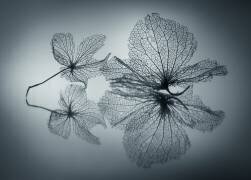 Ephemeral Beauty (Shihya Kowatari ) - Muzeo.com