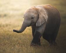 Falafelo (Ahmed Sobhi) - Muzeo.com