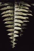 Fern Leaf (1x Studio III) - Muzeo.com