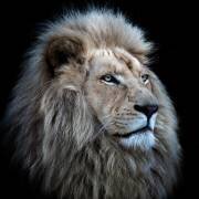 Fier Lion (Louise Wolbers) - Muzeo.com
