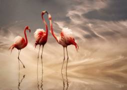 Fighting ... (Anna Cseresnjes ) - Muzeo.com