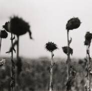 finales 9 (Joachim Richau) - Muzeo.com