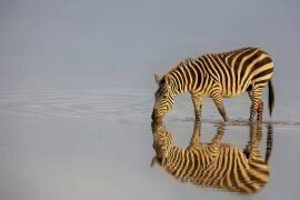 First Light (Linda D Lester) - Muzeo.com