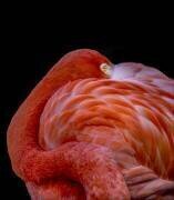 Flamant rose (Chris Coenders) - Muzeo.com