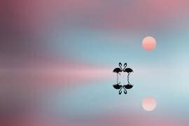 Flamingo (Bess Hamiti) - Muzeo.com