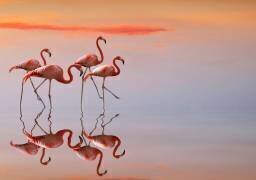 Famille des flamants roses (Anna Cseresnjes ) - Muzeo.com