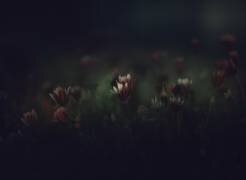 Flores (Jose Antonio Sanchez) - Muzeo.com