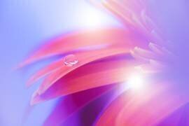 Flowers bloom (Wang Li) - Muzeo.com