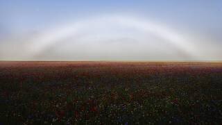 Fogbow (Roberto Marchegiani) - Muzeo.com