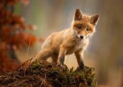 Fox (Robert Adamec ) - Muzeo.com