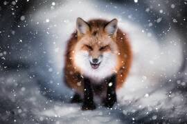 Fox (Yuki Yatsushima) - Muzeo.com