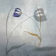 Fragile (Stephan Ruckert) - Muzeo.com