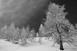 Frozen (Jérôme Prince) - Muzeo.com