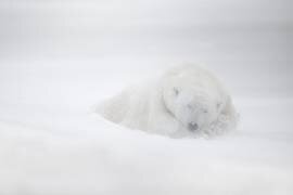 Rêves gelés (Marco Pozzi) - Muzeo.com